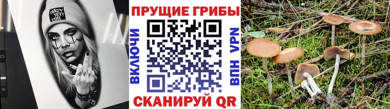 Псилоцибиновые грибы мухоморы  даркнет как зайти  Верхнеуральск 